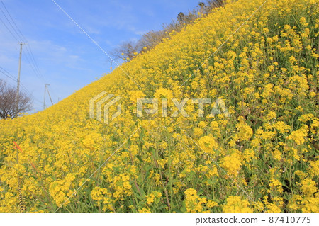 Blue sky and the whole rape field Blue sky and the whole rape field 87410775