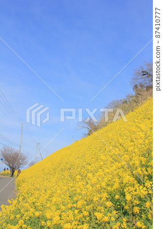 藍天和整個油菜田 藍天和整個油菜田 87410777