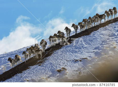 Wild mountain sheep or Asian argali in herd stand on rocky slope. 87410785