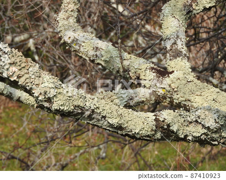 Lichen "Parmotrema tinctorum" that occurred on the trunk of plums 87410923