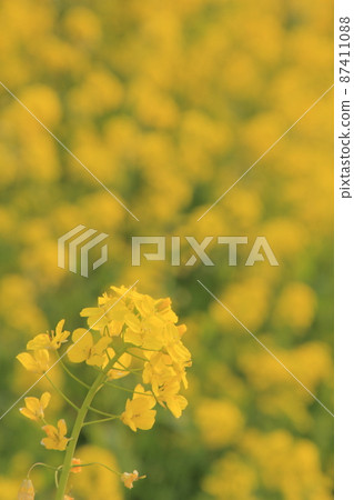 盛開在盛開的油菜田裡的花朵 87411088