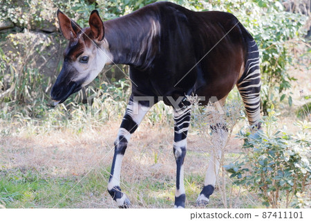 Okapi Okapi 87411101