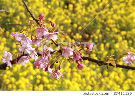 油菜花和櫻花盛開 87411129