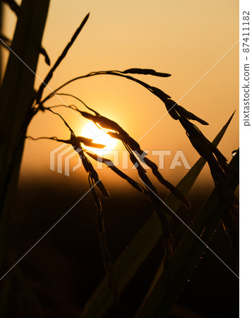 Silhouette of paddy plant in the morning light Silhouette of paddy plant in the morning light 87411182