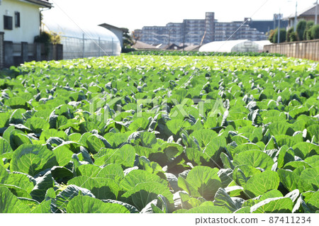 東京的白菜地 87411234