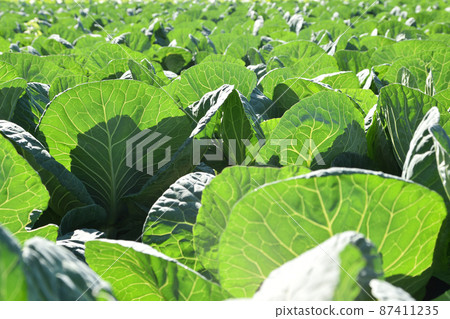 東京的白菜地 東京的白菜地 87411235