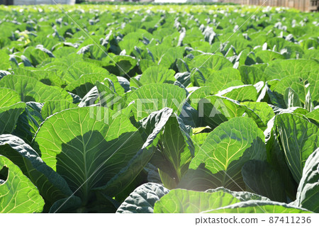 東京的白菜地 87411236
