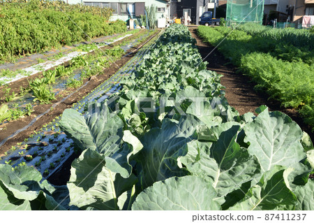 東京的白菜地 東京的白菜地 87411237