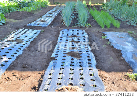 東京的菜地 東京的菜地 87411238