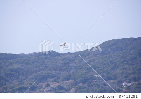 Black kite dancing in the spring sky 87411281
