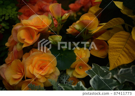 Group planting Regus Begonia 87411773