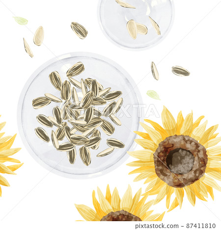 葵花籽的手寫水彩風格插圖 87411810