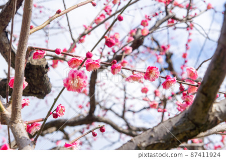 大阪城的Bairin 87411924