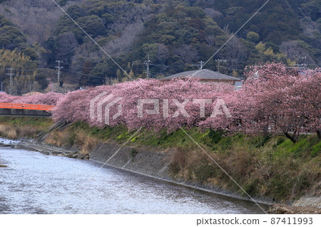 伊豆河津川沿岸的一排櫻花樹 伊豆河津川沿岸的一排櫻花樹 87411993