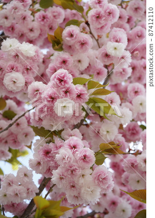 Double cherry blossoms Double cherry blossoms 87412110