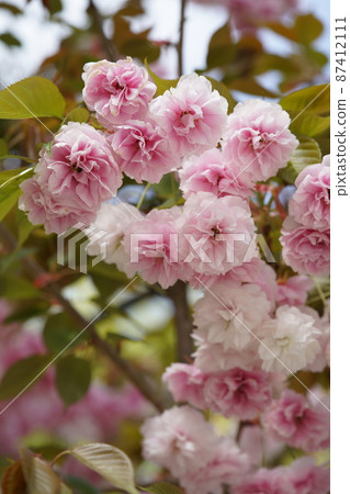 Double cherry blossoms Double cherry blossoms 87412111
