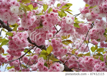 Double cherry blossoms Double cherry blossoms 87412115