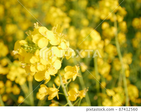 強姦開花 強姦開花 87412560