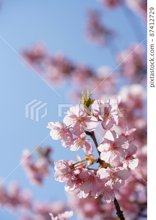 Kawazu cherry tree Kawazu cherry tree 87412729