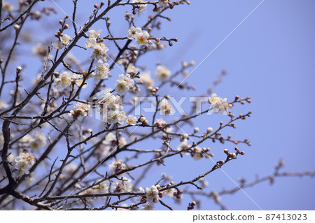 2022年3月5日拍攝的梅花(景哲) 2022年3月5日拍攝的梅花(景哲) 87413023