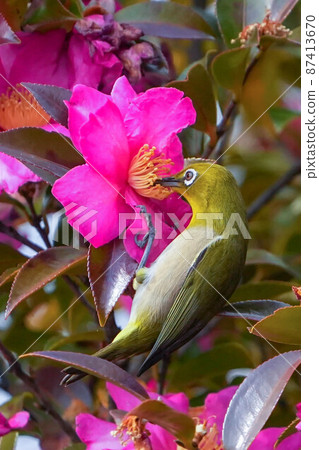 White-eye White-eye 87413670