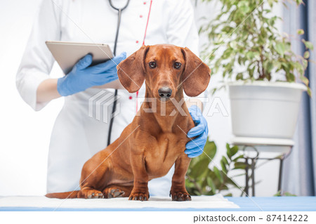 female doctor examines a dachshund dog in a veterinary clinic. medicine for pets female doctor examines a dachshund dog in a veterinary clinic. medicine for pets 87414222