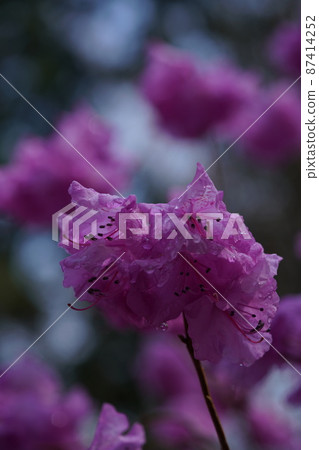 杜鵑花（淺粉紅色） 87414252