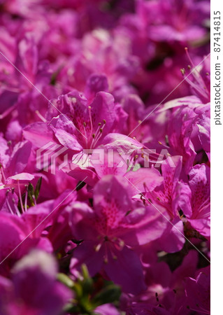 杜鵑花(淺粉紅色) 杜鵑花(淺粉紅色) 87414815
