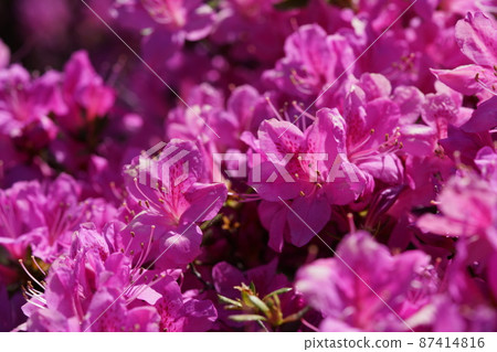 杜鵑花(淺粉紅色) 杜鵑花(淺粉紅色) 87414816