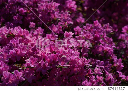 杜鵑花(淺粉紅色) 杜鵑花(淺粉紅色) 87414817