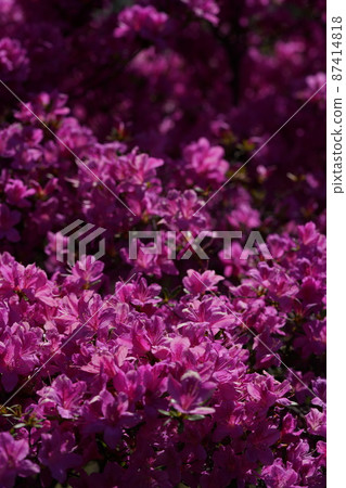 杜鵑花(淺粉紅色) 杜鵑花(淺粉紅色) 87414818