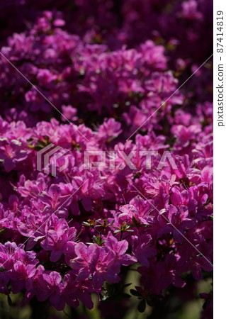 杜鵑花(淺粉紅色) 杜鵑花(淺粉紅色) 87414819