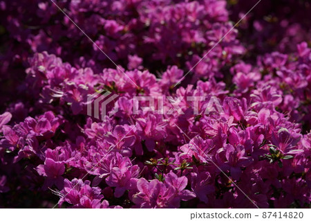 杜鵑花(淺粉紅色) 杜鵑花(淺粉紅色) 87414820