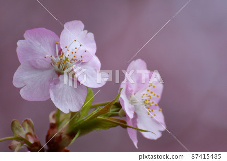 綻放明亮的粉紅色 87415485