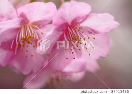 綻放明亮的粉紅色 87415486