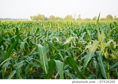 Corn field close up. Selective focus.Green Maize Corn Field Plantation in Summer Agricultural Season. 87416200