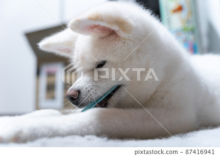 Indoor white Akita dog 87416941