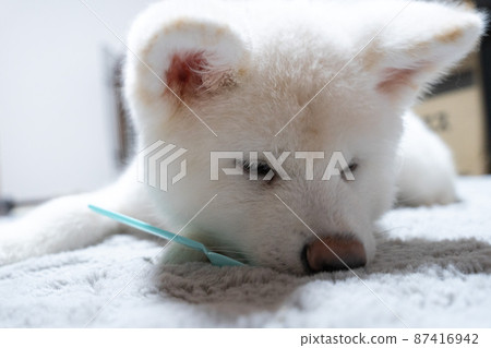 室內白秋田犬 室內白秋田犬 87416942