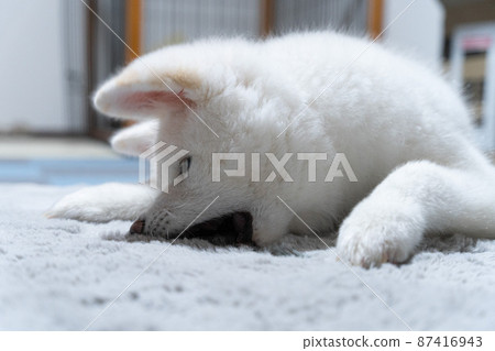 室內白秋田犬 室內白秋田犬 87416943