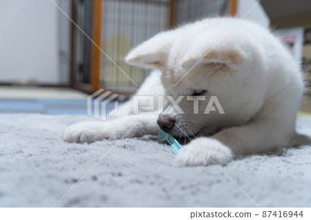 室內白秋田犬 87416944