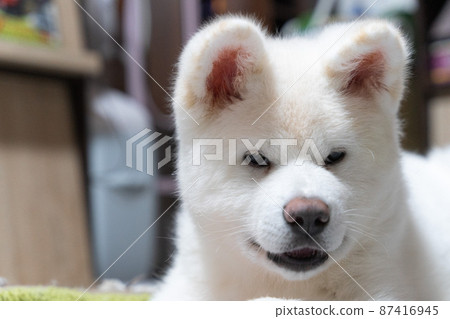 Indoor white Akita dog 87416945