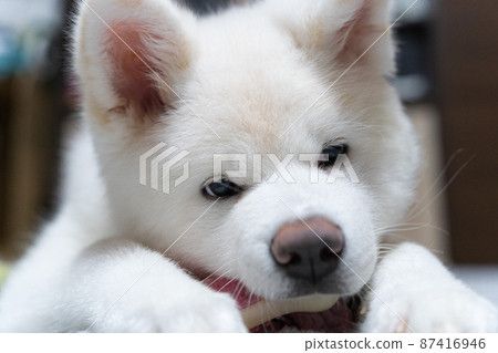 Indoor white Akita dog 87416946