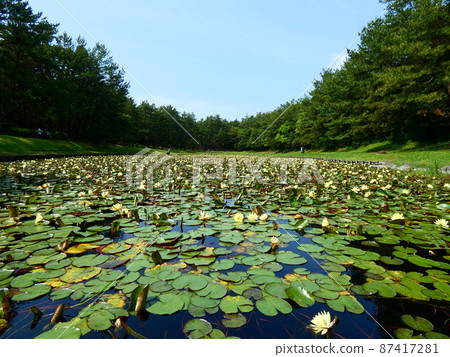 Turtle and water lily 87417281