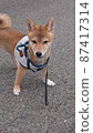 Shiba Inu 87417314