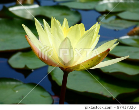 Turtle and water lily 87417320
