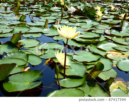 Turtle and water lily Turtle and water lily 87417394