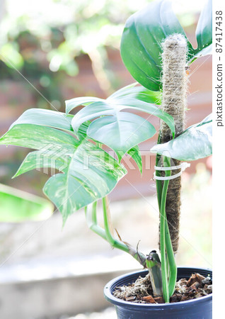 Epipremnum,Epipremnum Pinnatum Variegata or Epipremnum pinnatum variegated albo Epipremnum,Epipremnum Pinnatum Variegata or Epipremnum pinnatum variegated albo 87417438