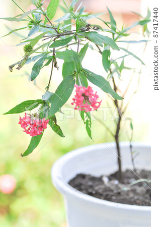 Panama Rose ,Arachnothryx leucophylla 87417440
