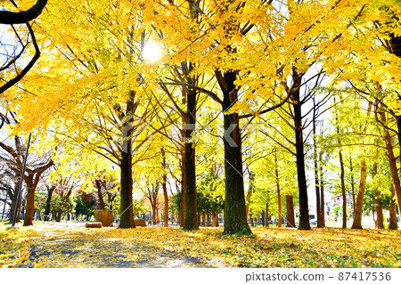 善福寺川綠地/相井橋附近（東京都杉並區） [2021.12] 87417536