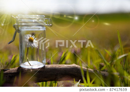 Chamomile in a bottle - a natural medicine 87417639